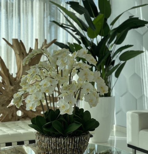 Extra Large Abalone Vase with Cascading White Orchids