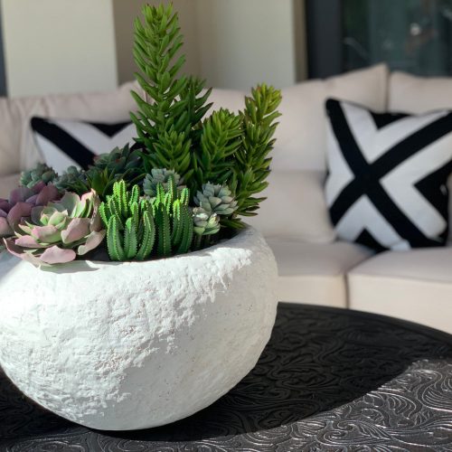 Tahiti bowl with mixed succulents(Out of Stock)