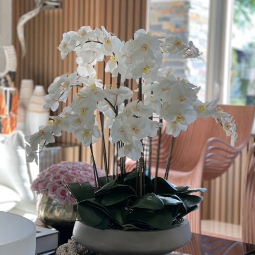 White Orchids in Newport Bowl